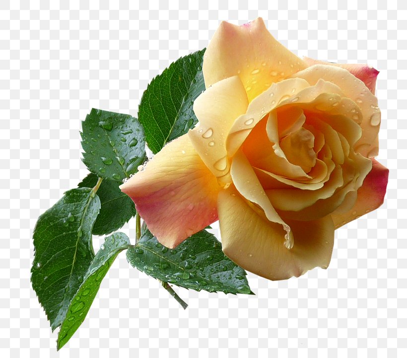 Clip Art Stock.xchng Rose Image Flower, PNG, 772x720px, Rose, Cut Flowers, Floribunda, Flower, Flowering Plant Download Free