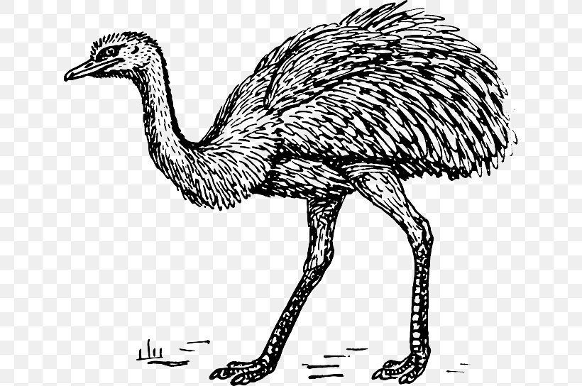Common Ostrich Clip Art Emu Drawing, PNG, 640x544px, Common Ostrich, Beak, Bird, Black And White, Drawing Download Free