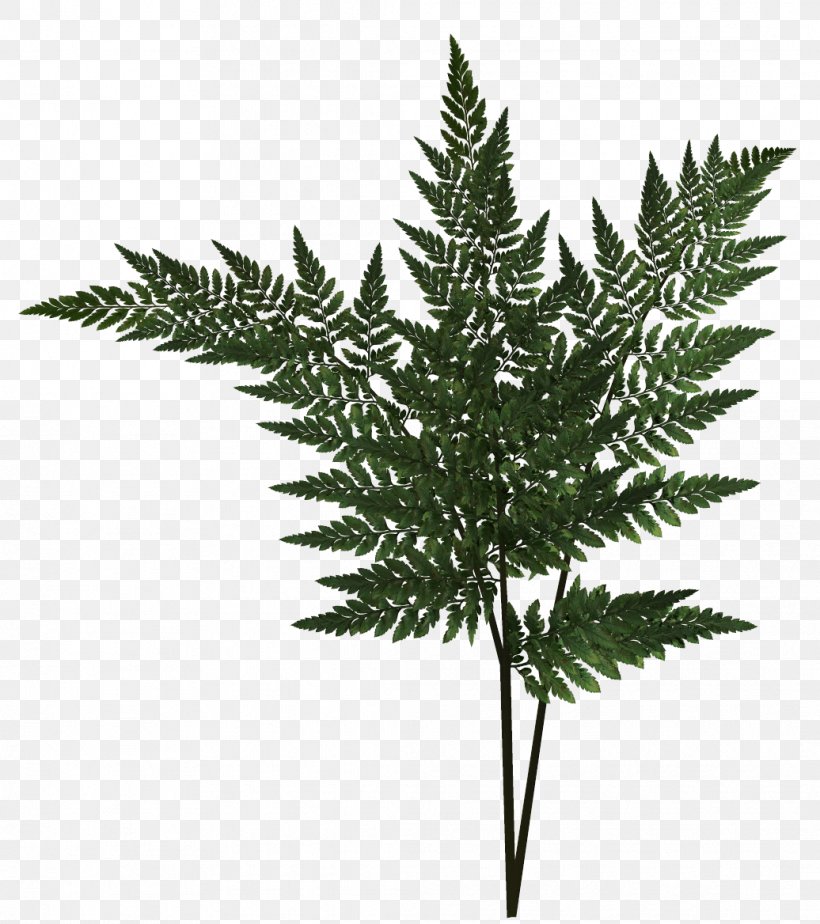 Fern Leaf Plant, PNG, 1036x1168px, Fern, Computer Software, Ferns And Horsetails, Flower, Frond Download Free