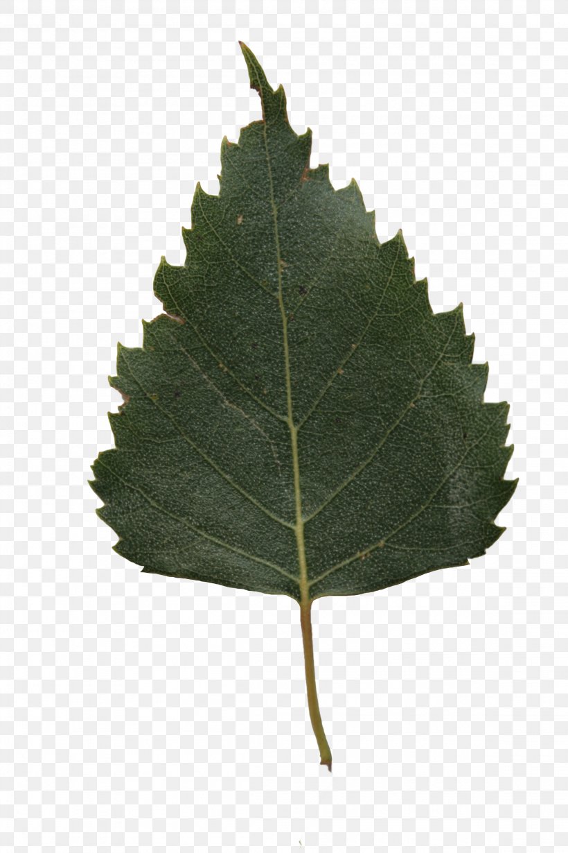 Leaf River Birch Paper Birch Tree Lindens, PNG, 2304x3456px, Leaf, Alder, Bark, Betula Populifolia, Birch Download Free