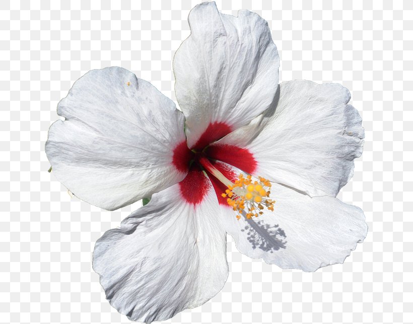 Rosemallows Herbaceous Plant, PNG, 642x643px, Rosemallows, Flower, Flowering Plant, Herbaceous Plant, Hibiscus Download Free