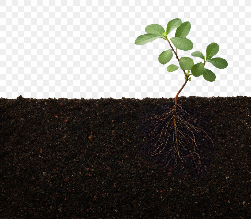 Rhizosphere Nutrient Root Plant Stem, PNG, 1000x872px, Rhizosphere, Azospirillum, Biofertilizer, Cortex, Flowerpot Download Free