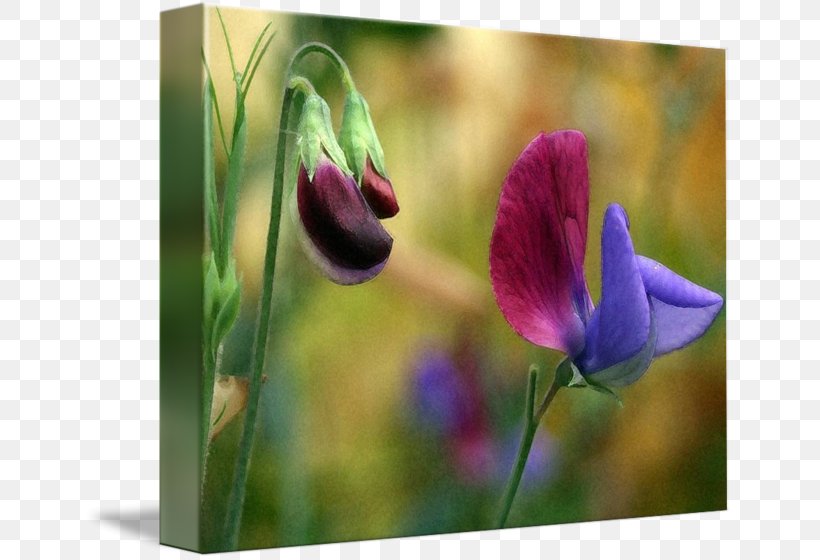 Tulip Meadow Violet Wildflower Plant Stem, PNG, 650x560px, Tulip, Bud, Closeup, Flora, Flower Download Free