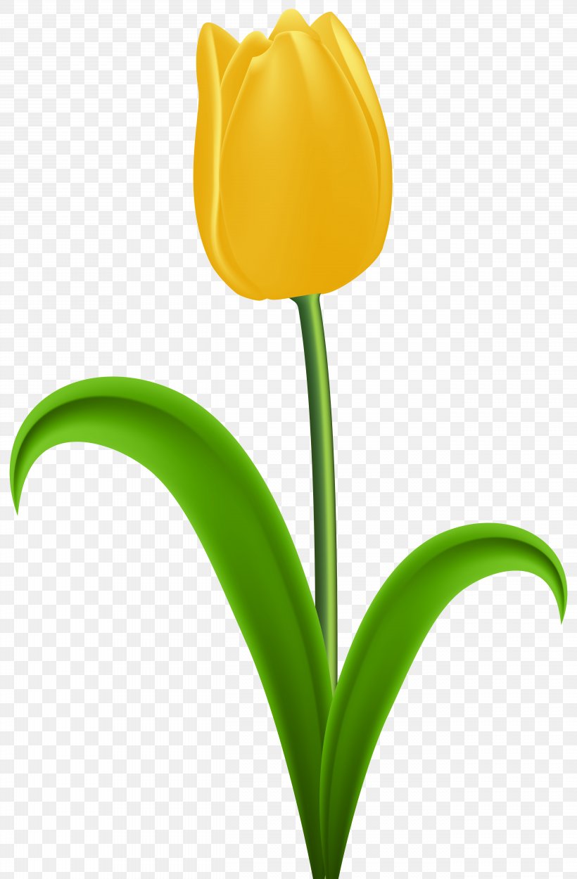 Tulip Yellow Flower Clip Art, PNG, 5248x8000px, Tulip, Blog, Cut Flowers, Flower, Flower Bouquet Download Free