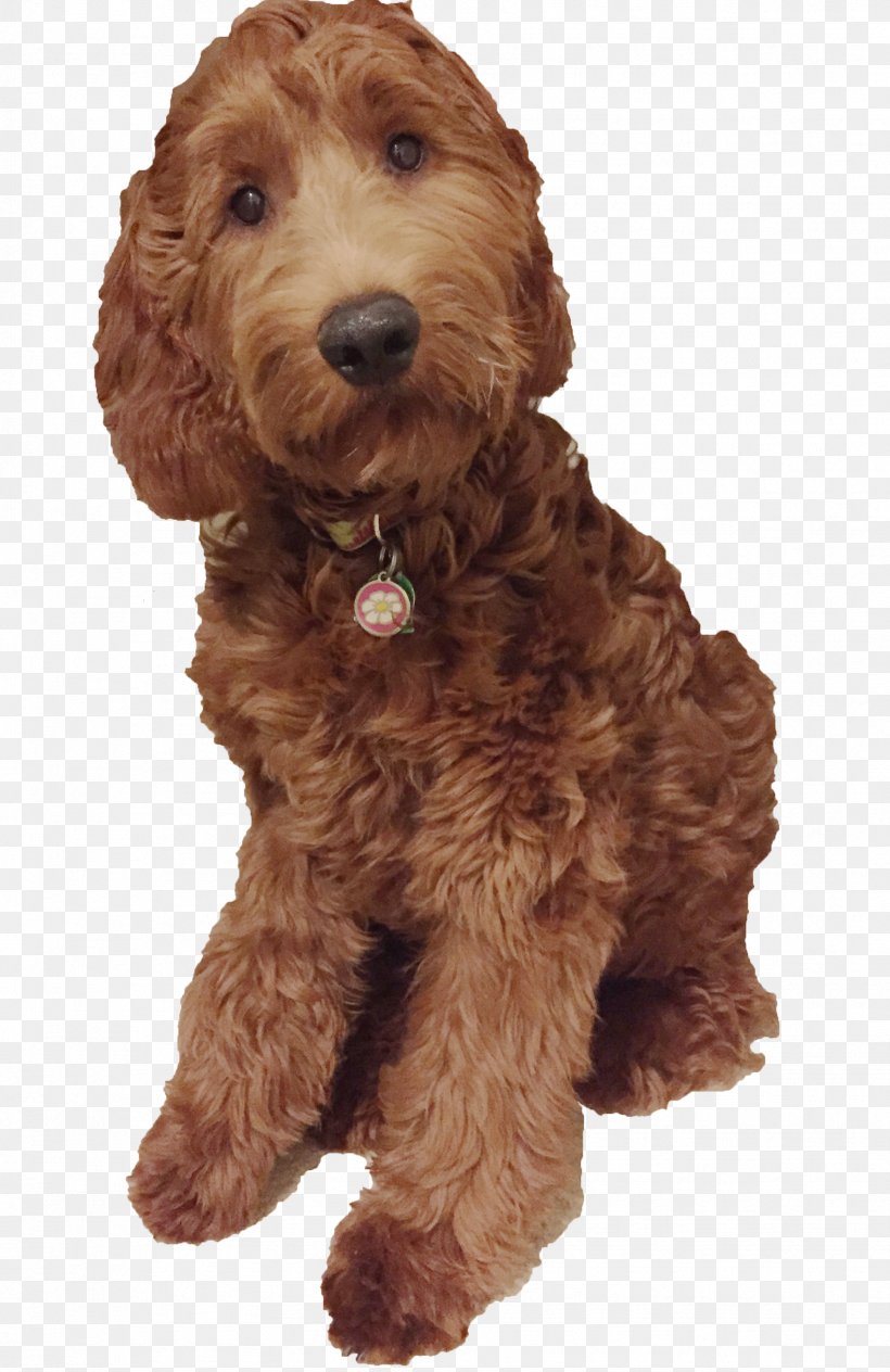 Cockapoo Goldendoodle English Cocker Spaniel Cavapoo Mukilteo, PNG, 1758x2712px, Cockapoo, Carnivoran, Cavapoo, Companion Dog, Dog Download Free