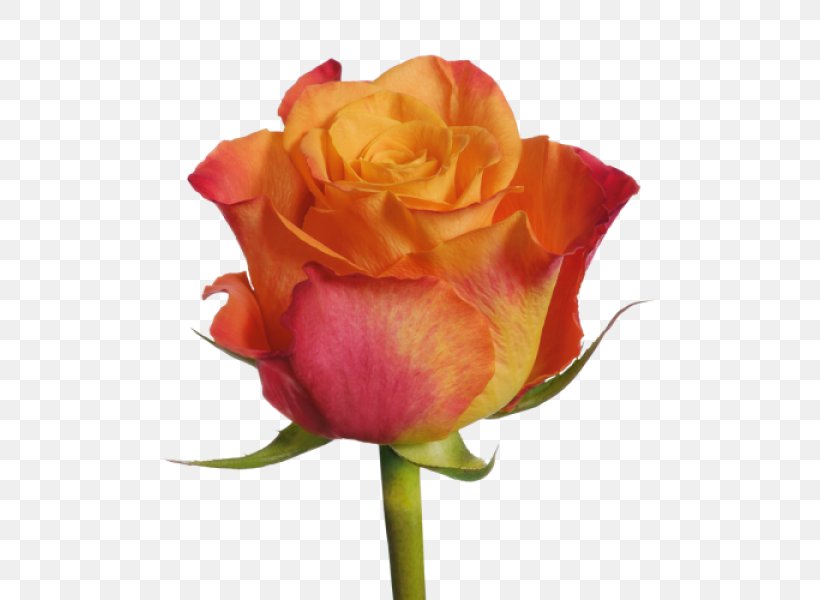 Garden Roses Cut Flowers Plant, PNG, 600x600px, Rose, Bud, China Rose, Close Up, Cut Flowers Download Free