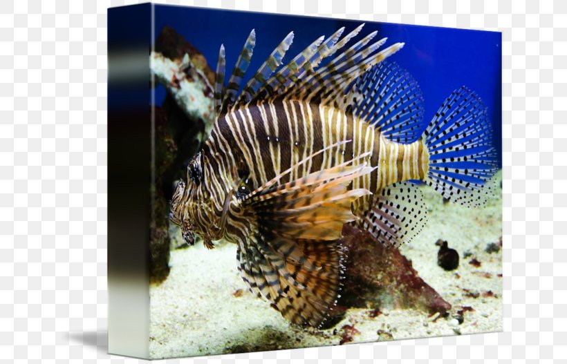 Lionfish Marine Biology Coral Reef Fish Fauna, PNG, 650x527px, Lionfish, Biology, Coral, Coral Reef, Coral Reef Fish Download Free