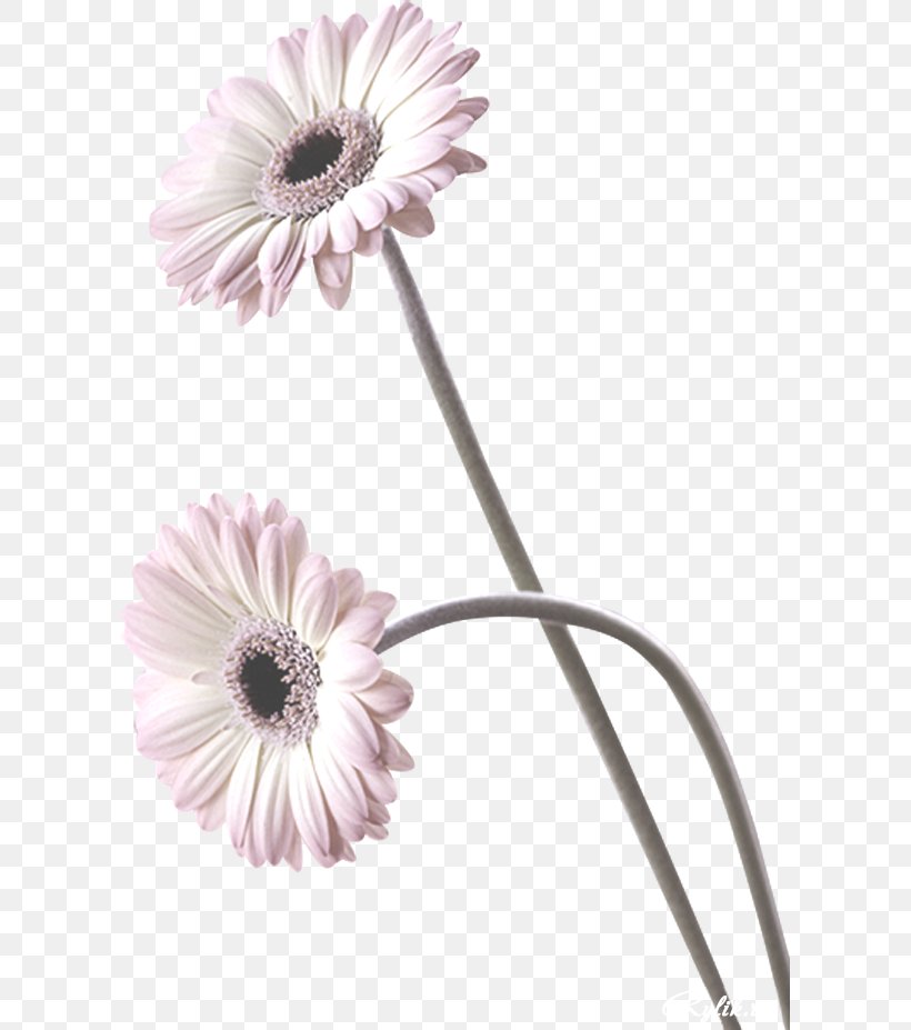 Transvaal Daisy Afrikaans Flowering Tea Night Day, PNG, 602x927px, Transvaal Daisy, Afrikaans, Calendula Officinalis, Chrysanthemum, Cut Flowers Download Free