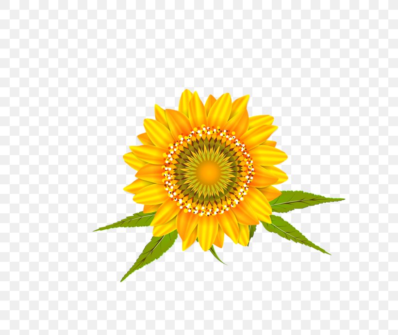 Common Sunflower Car Wall Decal Transvaal Daisy, PNG, 800x691px, Common Sunflower, Car, Cut Flowers, Daisy Family, Decal Download Free