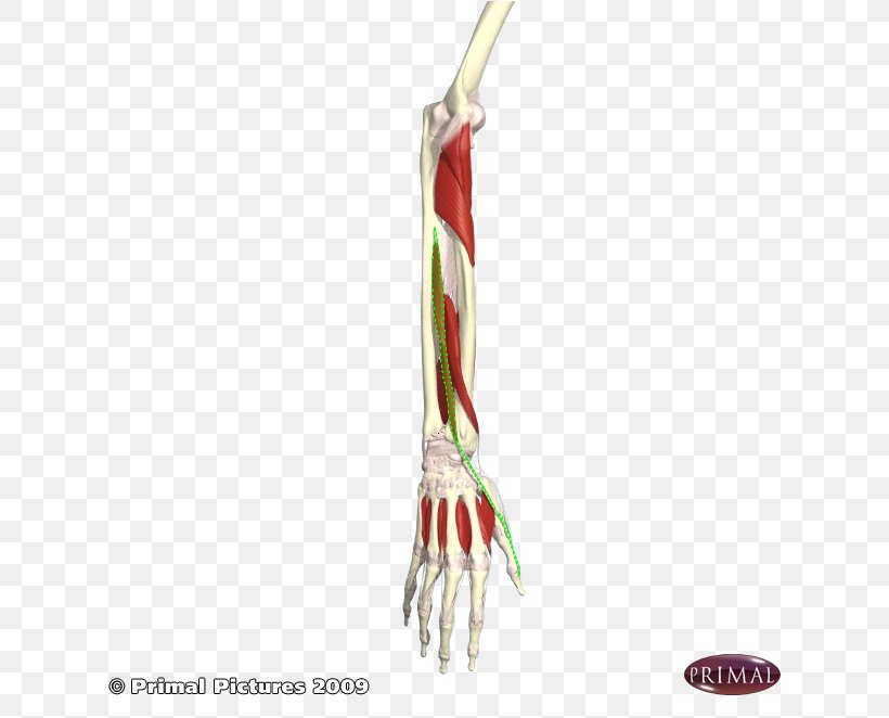 Finger, PNG, 662x662px, Finger, Arm, Hand, Joint Download Free
