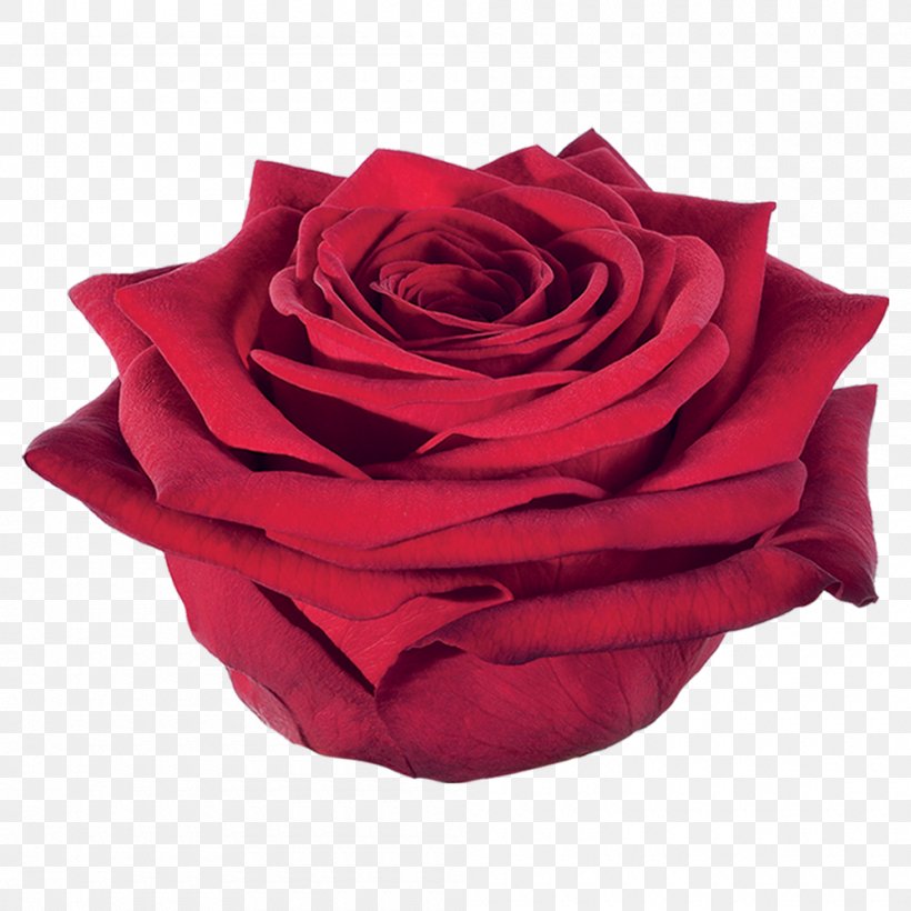 Flower Bouquet Red Vase Life Damask Rose, PNG, 1000x1000px, Flower, Cut Flowers, Dahlia, Damask Rose, Floral Design Download Free