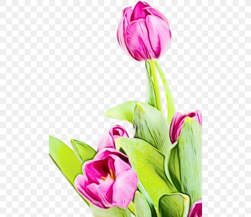 Flower Tulip Watercolor Painting GIF Super Extended Graphics Array, PNG, 500x711px, Watercolor, Bouquet, Bud, Cut Flowers, Desktop Environment Download Free