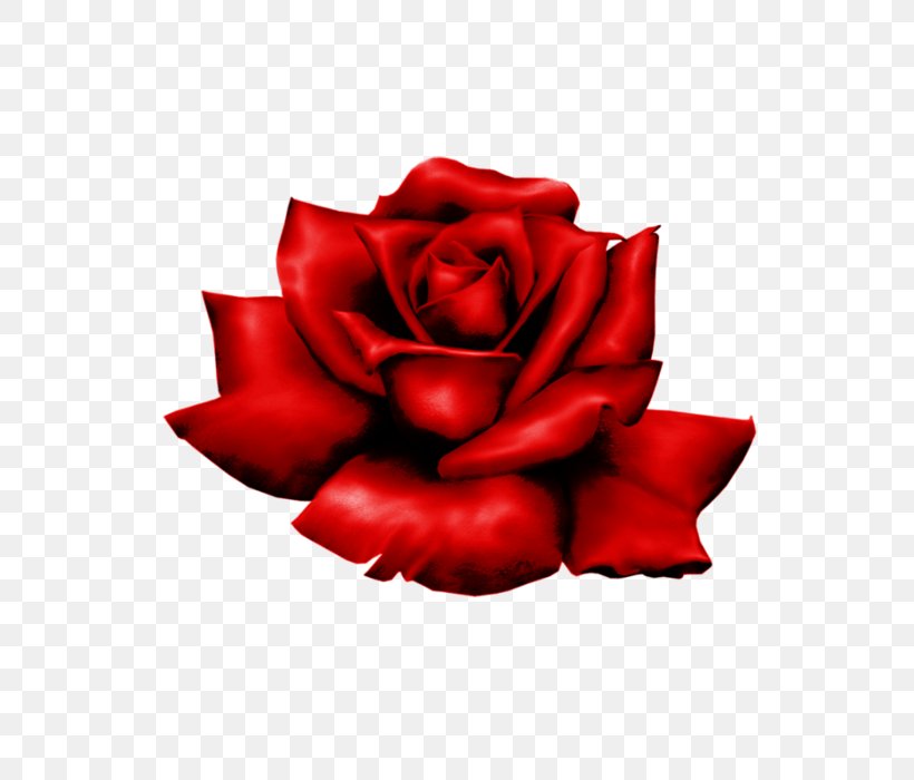 Garden Roses Image Clip Art, PNG, 700x700px, Garden Roses, Carmine, Cut Flowers, Dia Dos Namorados, Floribunda Download Free