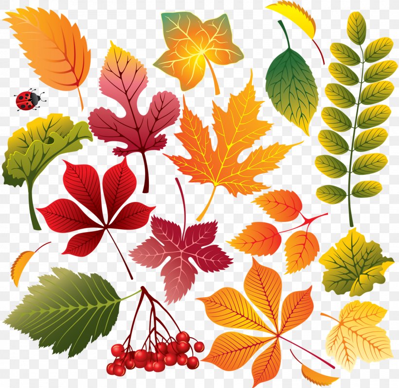 Leaf Autumn, PNG, 1600x1560px, Leaf, Autumn, Autumn Leaf Color, Branch, Color Download Free