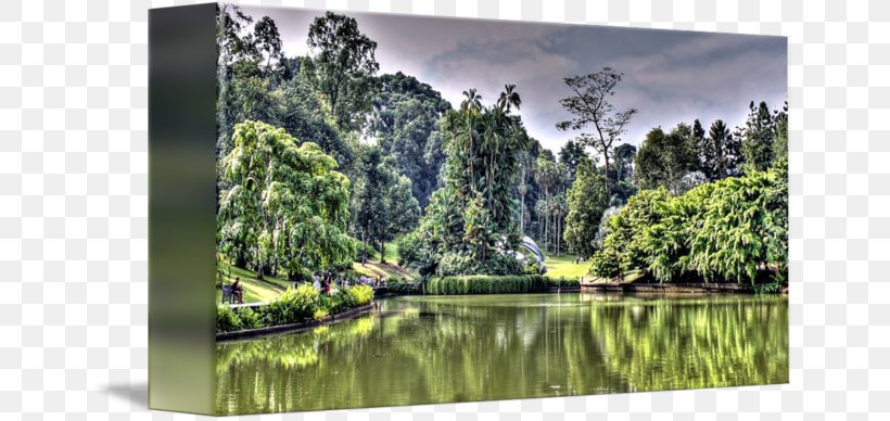 Nature Reserve Biome Water Resources Pond Rainforest, PNG, 650x388px, Nature Reserve, Bayou, Biome, Ecosystem, Forest Download Free