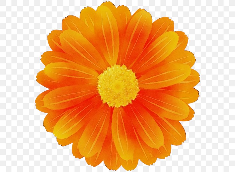 Orange, PNG, 584x600px, Watercolor, Barberton Daisy, Cut Flowers, English Marigold, Flower Download Free