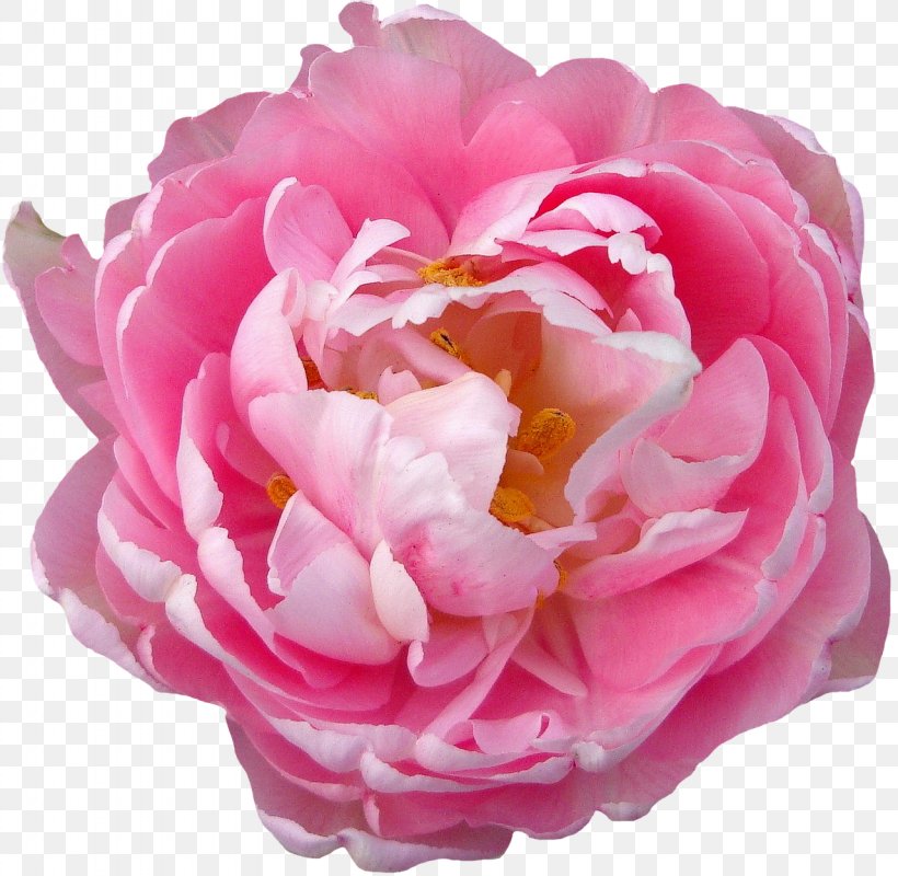 Rose Flower Blossom Pink, PNG, 1280x1250px, Rose, Blossom, Cut Flowers, Floribunda, Flower Download Free