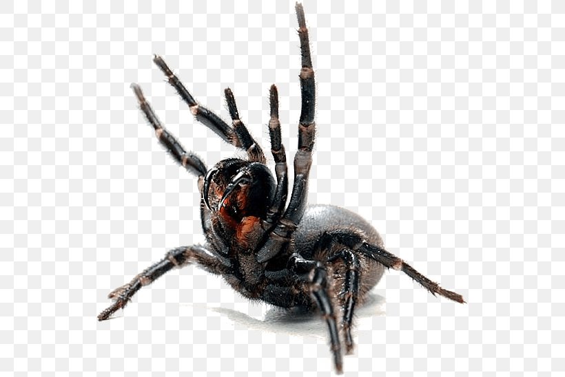Spider Web Canberra Pest Control, PNG, 539x548px, Spider, Arachnid, Araneus, Arthropod, Black House Spider Download Free