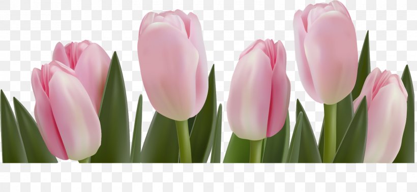 Tulip Flower, PNG, 1600x741px, Tulip, Bud, Cut Flowers, Flower, Flower Bouquet Download Free