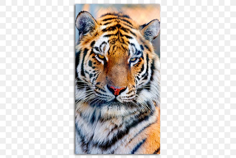 White Tiger Whiskers Cat Jaguar, PNG, 485x550px, Tiger, Animal, Big Cat, Big Cats, Carnivoran Download Free