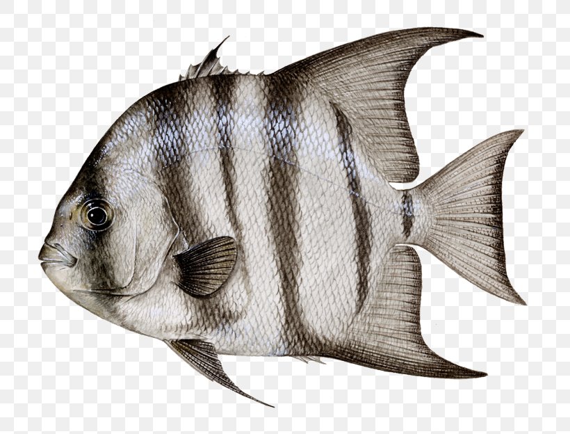 Atlantic Spadefish Ephippidae Atlantic Bonito Northern Red Snapper Black Drum, PNG, 720x624px, Atlantic Spadefish, Atlantic Bonito, Bait Fish, Black Drum, Black Grouper Download Free