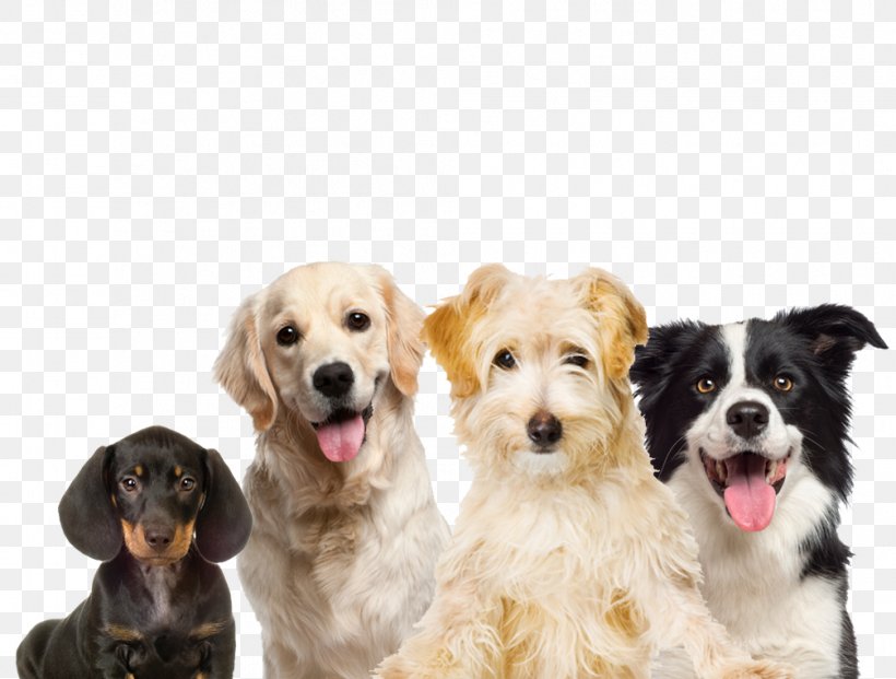 Border Collie Pet Sitting Rough Collie Dog Daycare Dog Grooming, PNG, 1006x762px, Border Collie, Cat, Cavapoo, Cockapoo, Collie Download Free