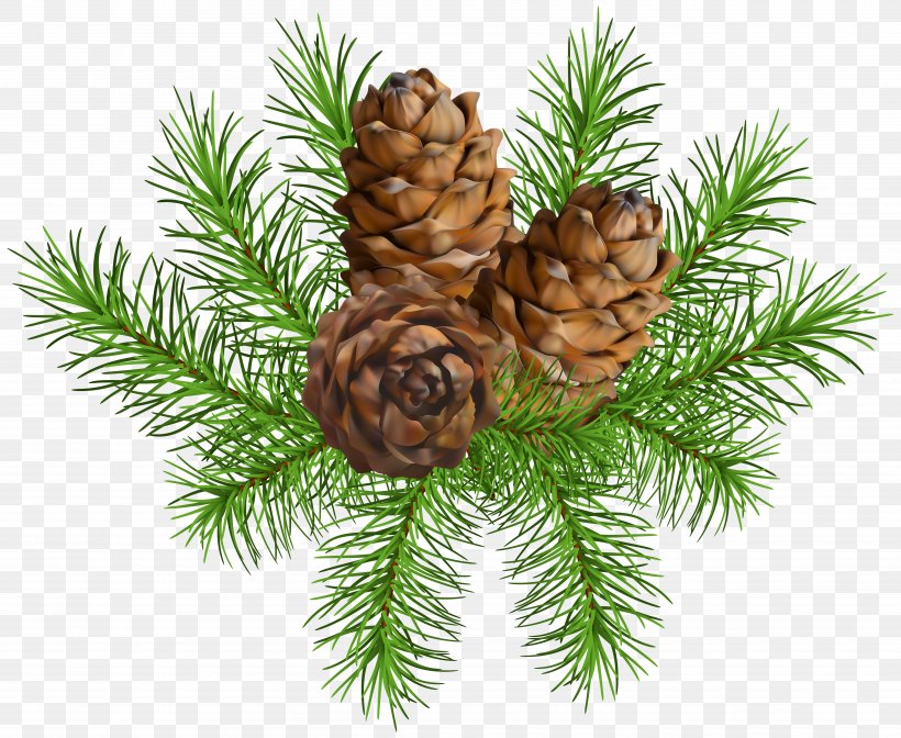 Pine Conifer Cone Clip Art, PNG, 5000x4101px, Pine, Branch, Christmas Decoration, Christmas Ornament, Cone Download Free
