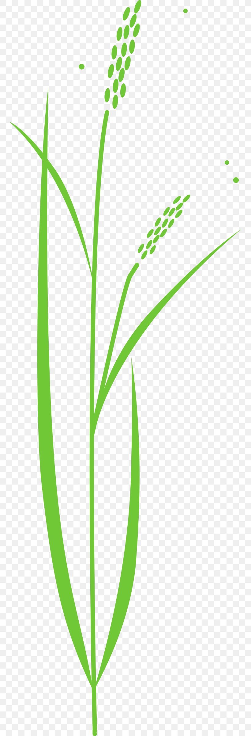 Rice Cereal Plant Clip Art, PNG, 760x2400px, Rice, Cereal, Commodity, Drawing, Flora Download Free
