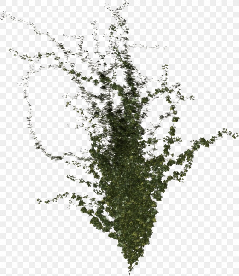 Tree Branch Twig Leaf Shrub, PNG, 1002x1158px, Tree, Branch, Flowering Plant, Leaf, Plant Download Free