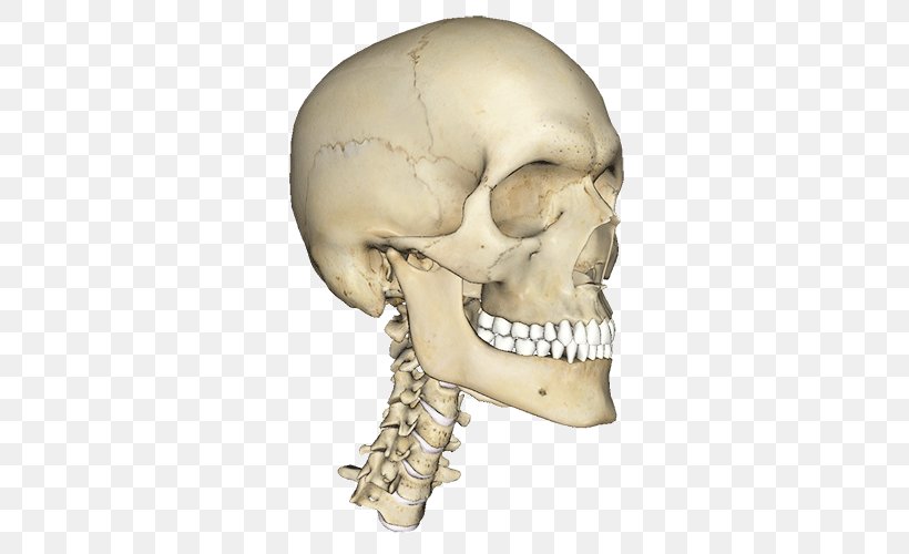 Atlas Of Anatomy Human Body Human Head Homo Sapiens, PNG, 500x500px, Anatomy, Atlas Of Anatomy, Bone, Face, Head Download Free