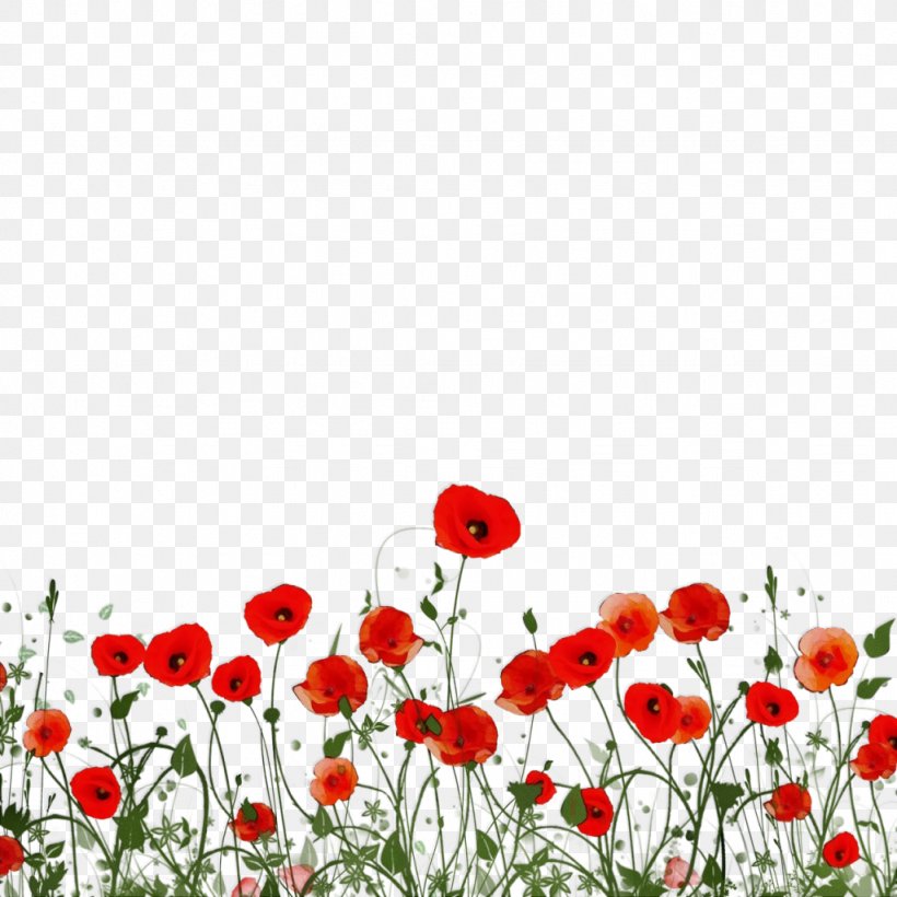 Flower Coquelicot Red Plant Wildflower, PNG, 1024x1024px, Watercolor, Coquelicot, Corn Poppy, Flower, Meadow Download Free