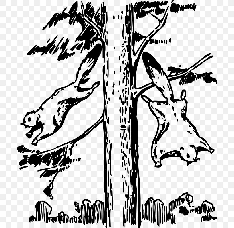 Flying Squirrel Coloring Book Clip Art, PNG, 706x800px, Squirrel, Adult, Animal, Art, Bird Download Free