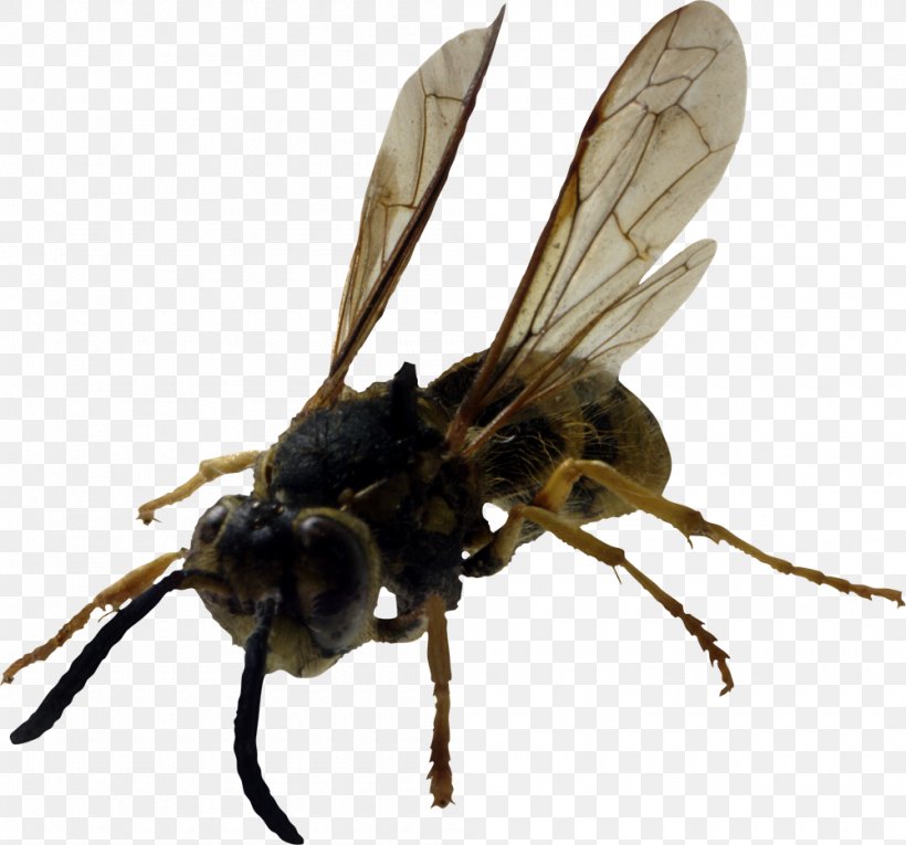 Hornet Insect Yellowjacket Characteristics Of Common Wasps And Bees, PNG, 1000x933px, Hornet, Arthropod, Bee, Eastern Cicada Killer, Eastern Yellowjacket Download Free