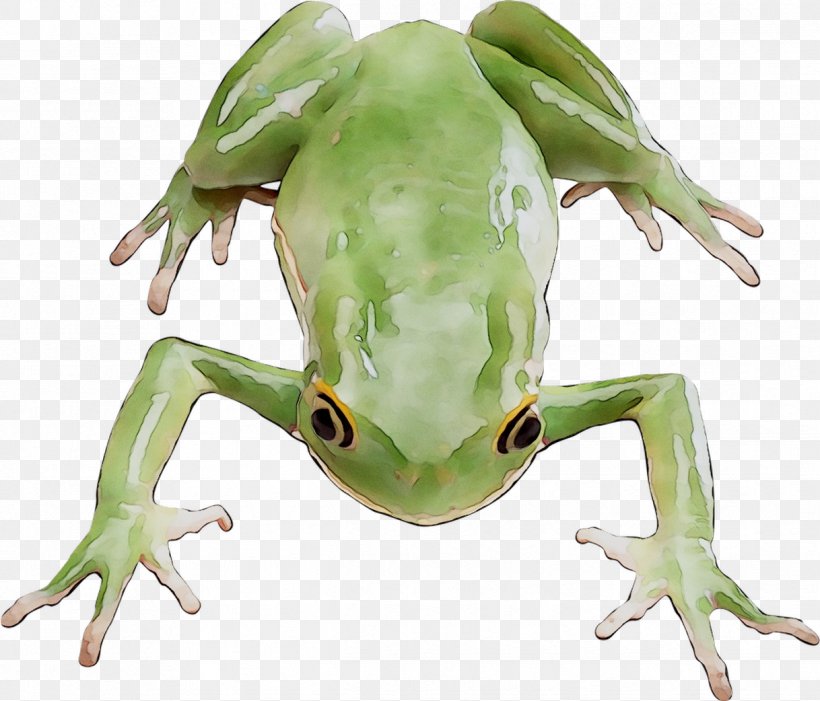Tree Frogs Amphibians Image, PNG, 1218x1042px, Frog, Amphibian, Amphibians, Animal, Hyla Download Free