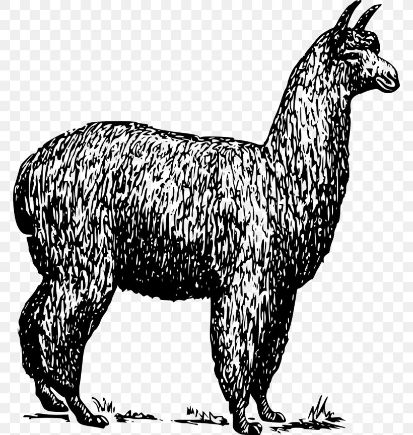 Alpaca Llama Drawing Clip Art, PNG, 768x864px, Alpaca, Animal Figure, Black And White, Camel Like Mammal, Carnivoran Download Free