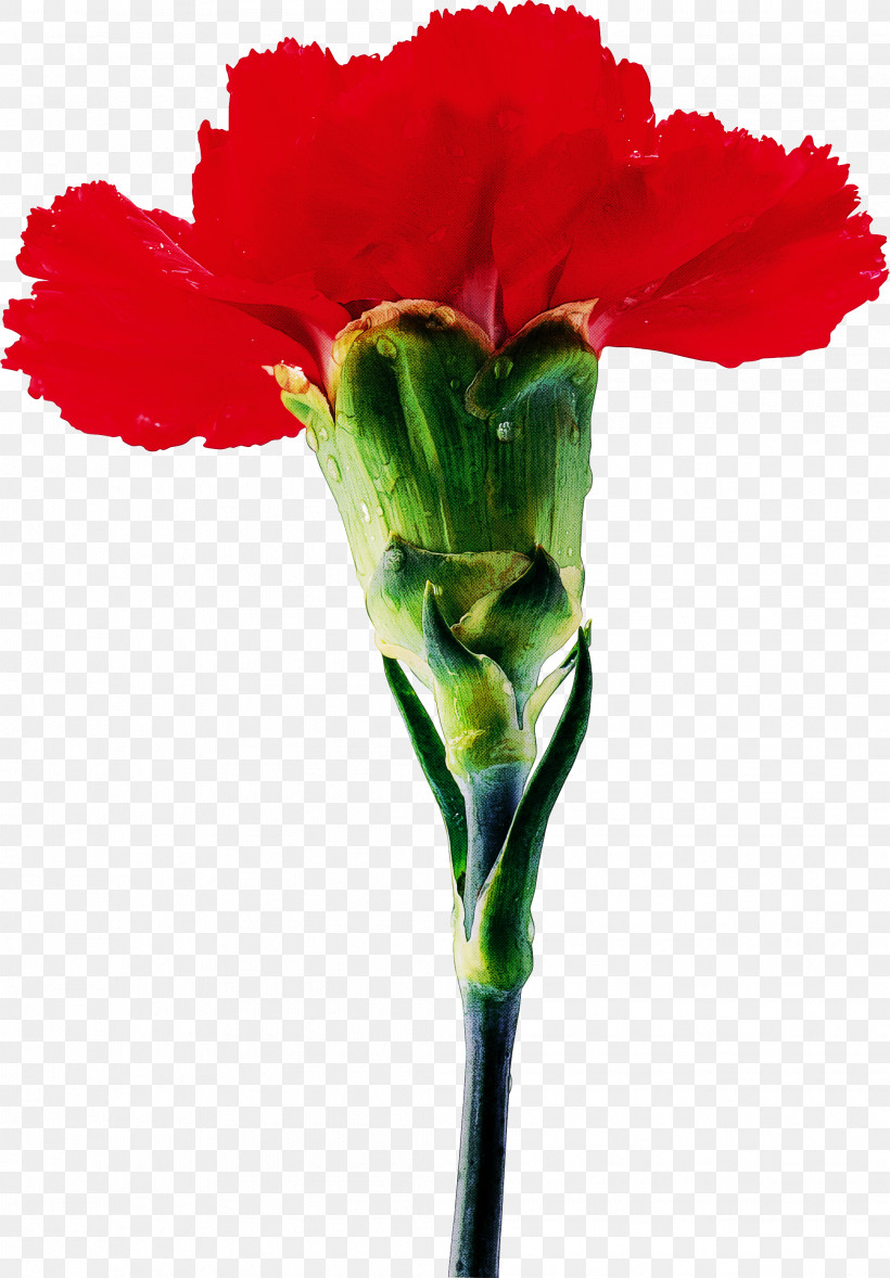 Artificial Flower, PNG, 2086x2999px, Flower, Artificial Flower, Carnation, Cut Flowers, Dianthus Download Free