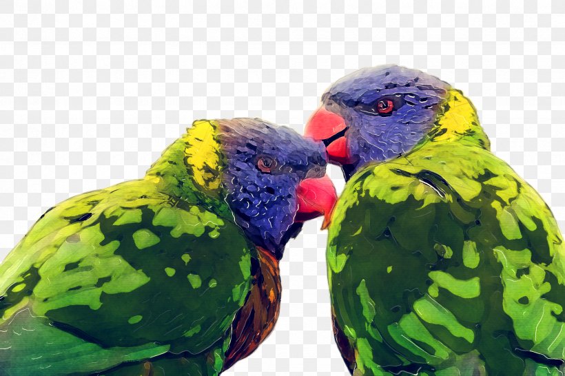 Bird Parrot, PNG, 2448x1632px, Macaw, Adaptation, Beak, Bird, Budgie Download Free
