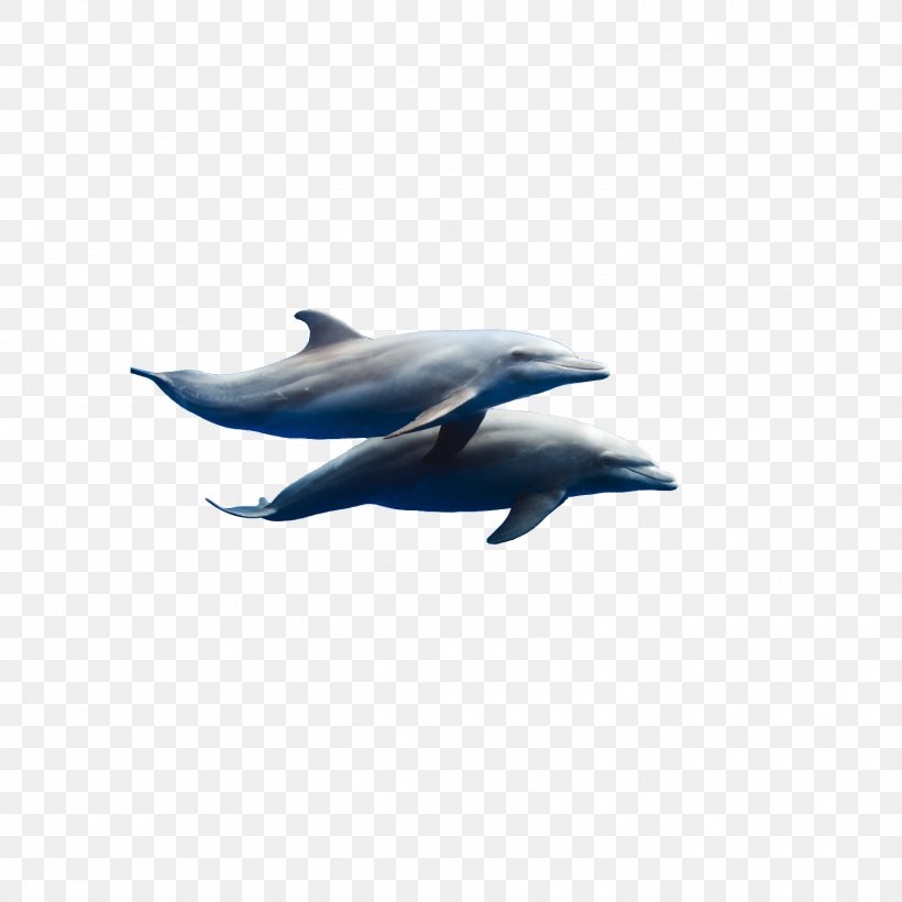 Common Bottlenose Dolphin Dzharylhach Short-beaked Common Dolphin Tucuxi Porpoise, PNG, 1500x1500px, Common Bottlenose Dolphin, Animal, Dolphin, Dzharylhach, Fin Download Free