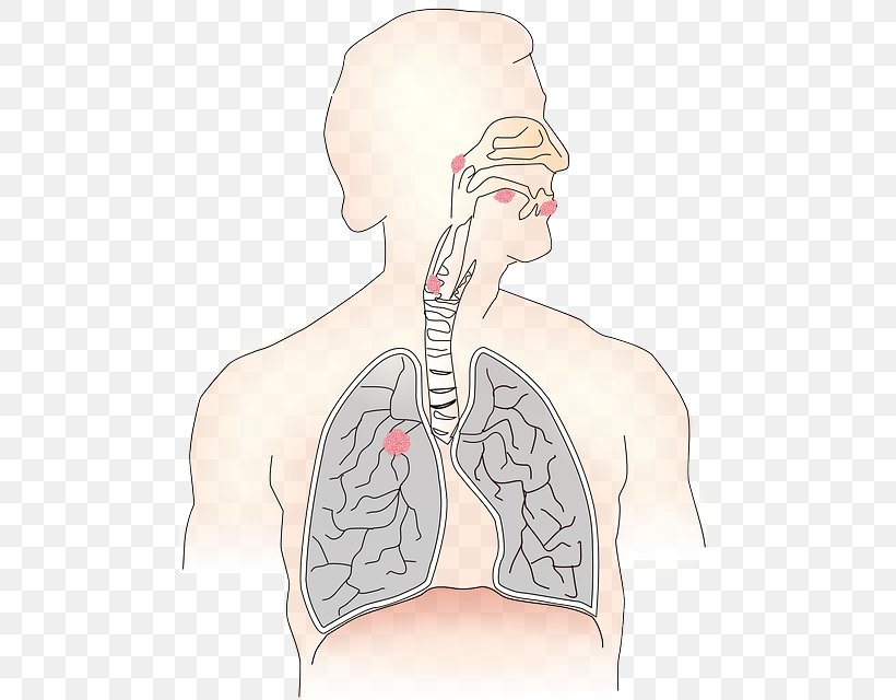 Respiratory System Breathing Respiratory Tract Lung Human Body, PNG, 492x640px, Watercolor, Cartoon, Flower, Frame, Heart Download Free
