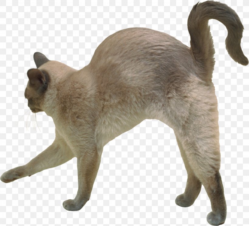 Tonkinese Cat Siamese Cat Burmese Cat British Shorthair Korat, PNG, 2223x2023px, Tonkinese Cat, American Bobtail, American Shorthair, Asian, Breed Download Free