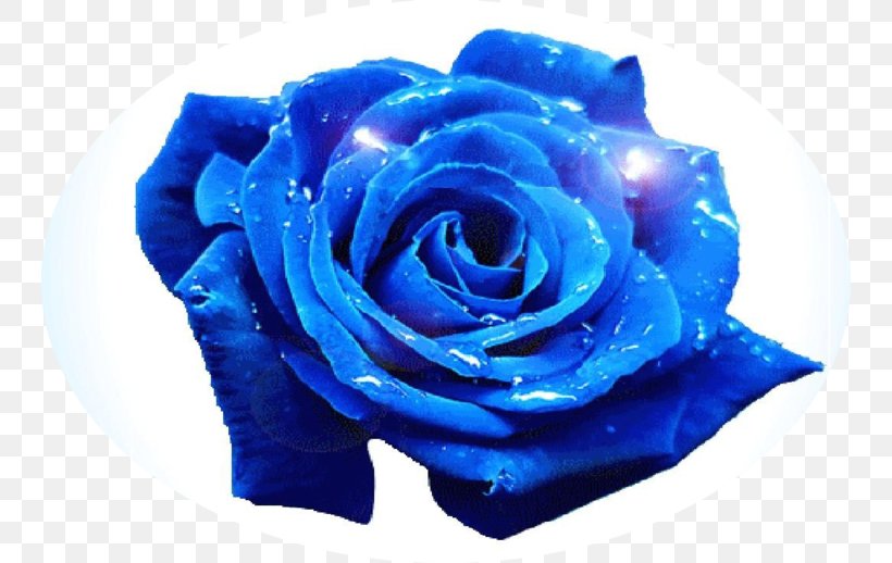 Blue Rose Flower Garden Roses, PNG, 744x518px, Blue Rose, Blue, Blue Flower, Cobalt Blue, Color Download Free
