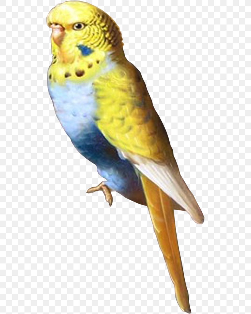 Budgerigar Lovebird Parakeet Parrot, PNG, 519x1025px, Budgerigar, Animal, Beak, Bird, Blog Download Free