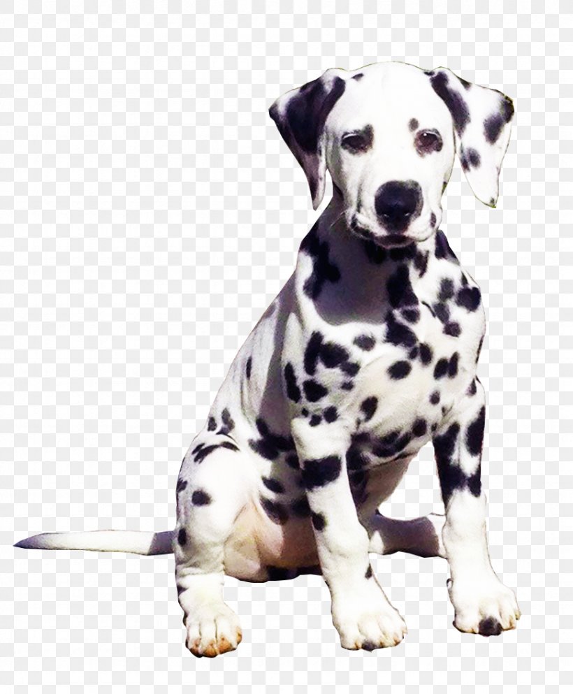 Dalmatian Dog Dog Breed Companion Dog The Dalmatian United States, PNG, 871x1055px, Dalmatian Dog, Breed, Carnivoran, Child, Coloring Book Download Free