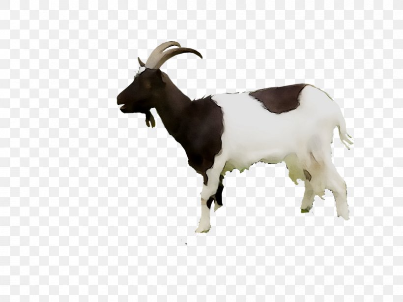 Feral Goat Taurine Cattle Web Search Engine Domestic Animal, PNG, 1259x944px, Goat, Animal, Animal Figure, Cattle, Cowgoat Family Download Free