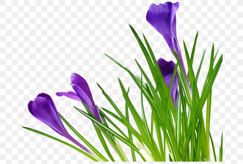 Google Idea Message, PNG, 700x553px, Google, Crocus, Flower, Flowering Plant, Grass Download Free