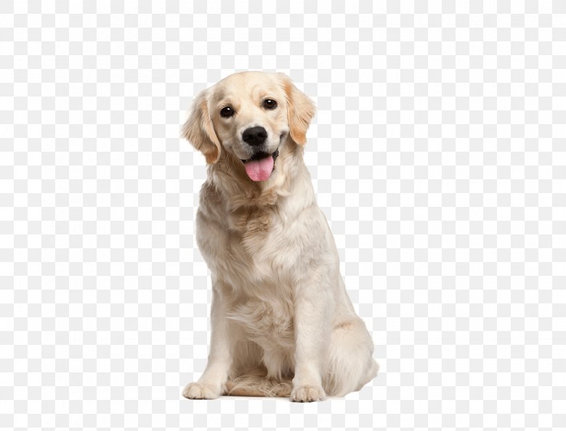 Labrador Retriever Golden Retriever Pet, PNG, 1800x1372px, Labrador Retriever, Boo, Breed, Carnivoran, Companion Dog Download Free
