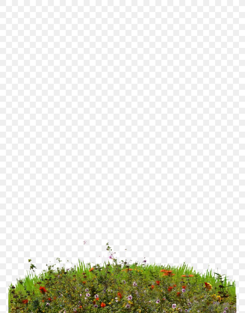 Lawn Wildflower, PNG, 763x1046px, Lawn, Flower, Grass, Grass Family, Land Lot Download Free