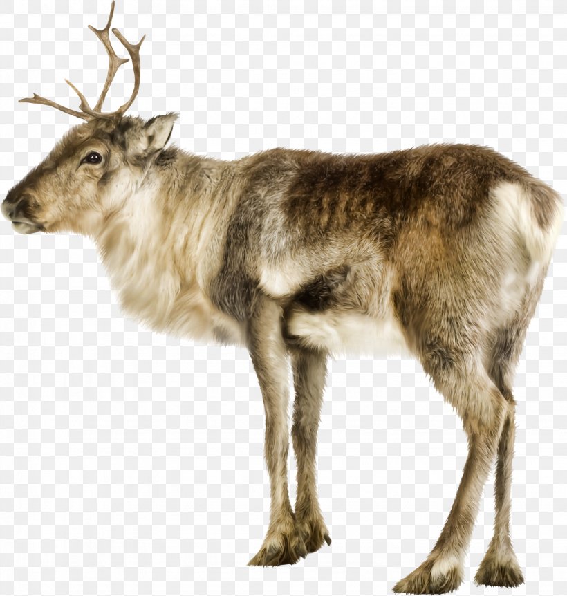 Reindeer Photography Clip Art, PNG, 2047x2152px, Reindeer, Antler, Data Uri Scheme, Deer, Fauna Download Free