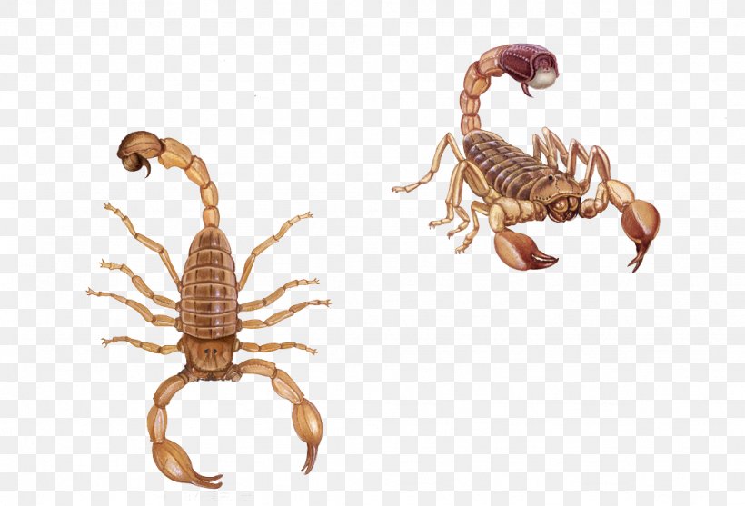 Scorpion Poison Animal, PNG, 1024x696px, Scorpion, Animal, Arthropod, Baidu Knows, Chinese Herbology Download Free