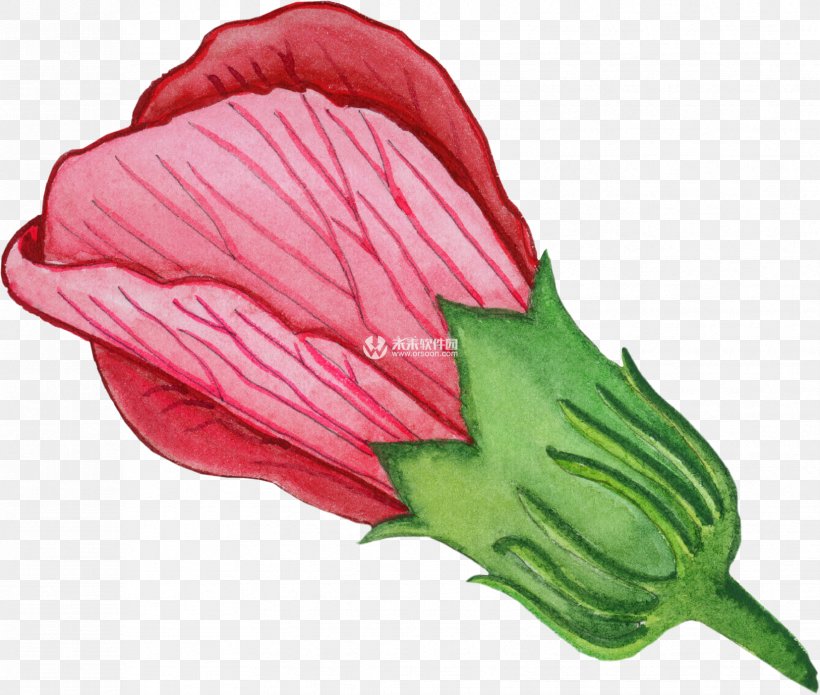 Watercolor Painting Adobe Photoshop Pigment, PNG, 1654x1403px, Watercolor Painting, Anthurium, Color, Cut Flowers, Flower Download Free